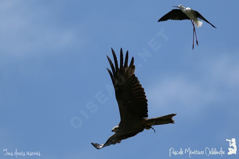 Black Kite