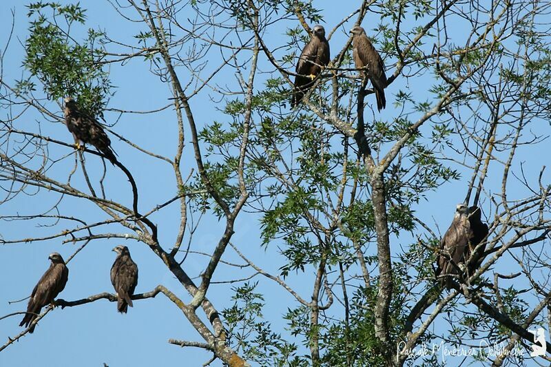 Black Kite