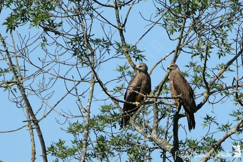 Black Kite