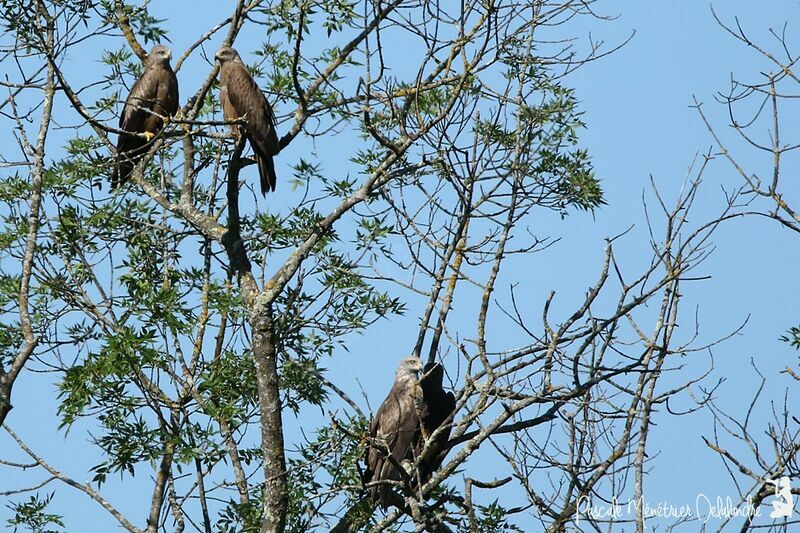 Black Kite