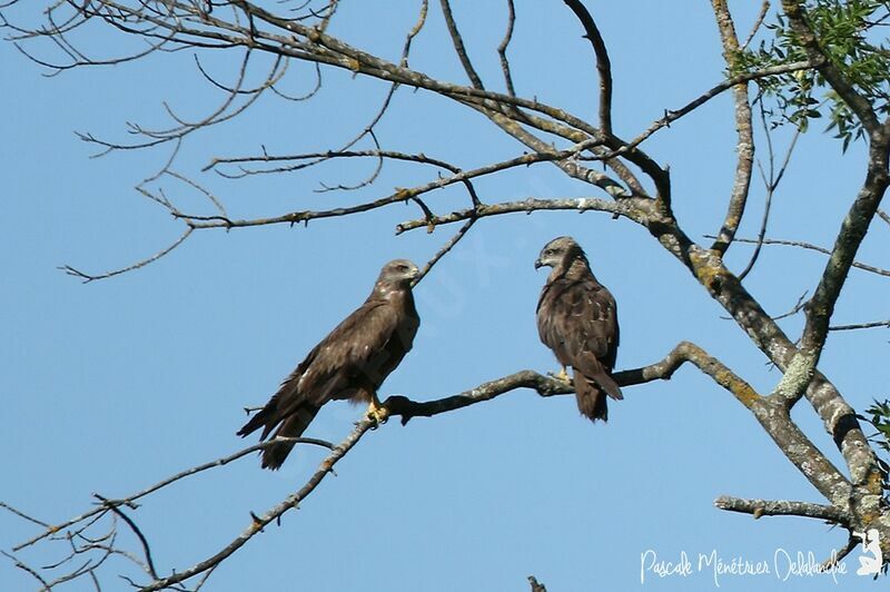 Black Kite