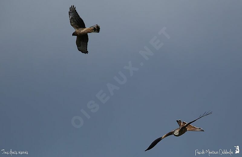 Red Kite