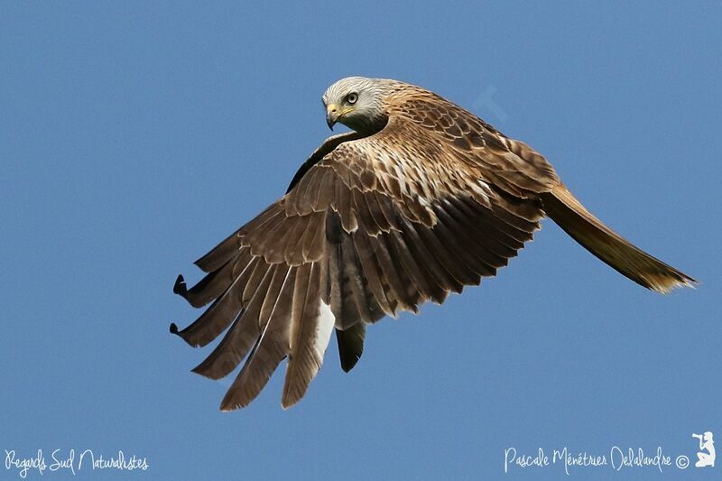 Red Kite