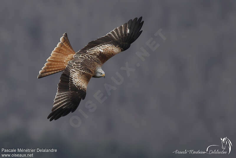 Red Kitesubadult, pigmentation, Flight