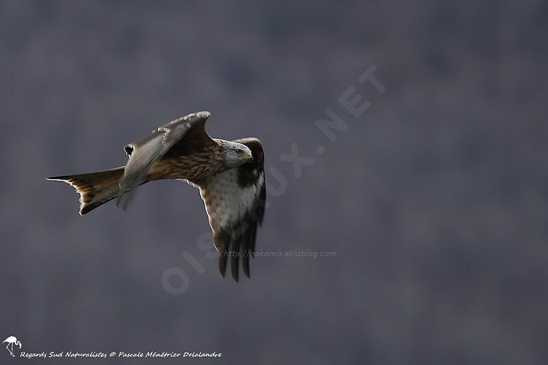 Red Kite