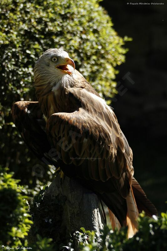 Red Kite