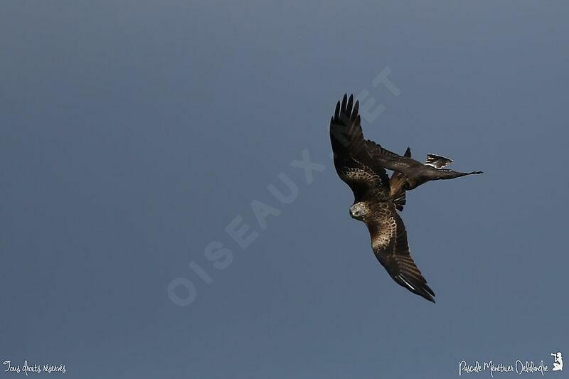 Red Kite