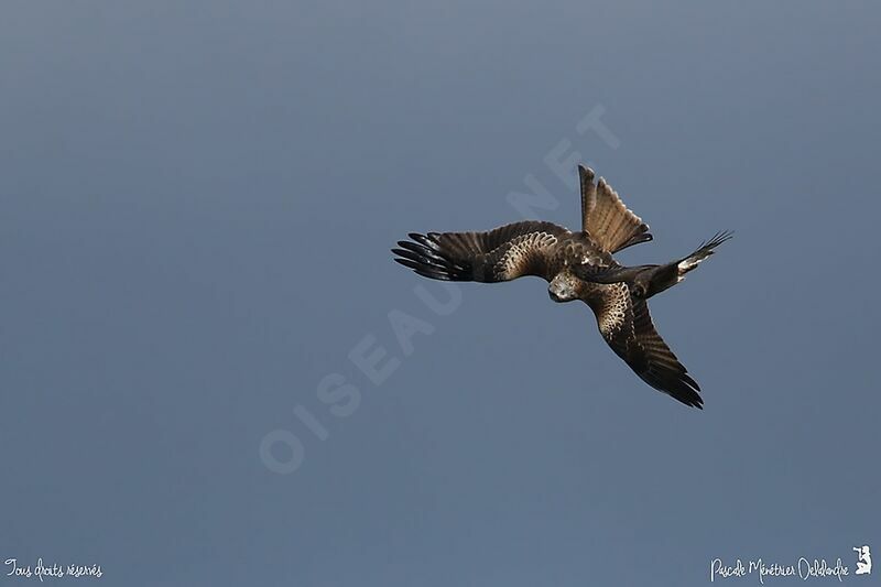 Red Kite