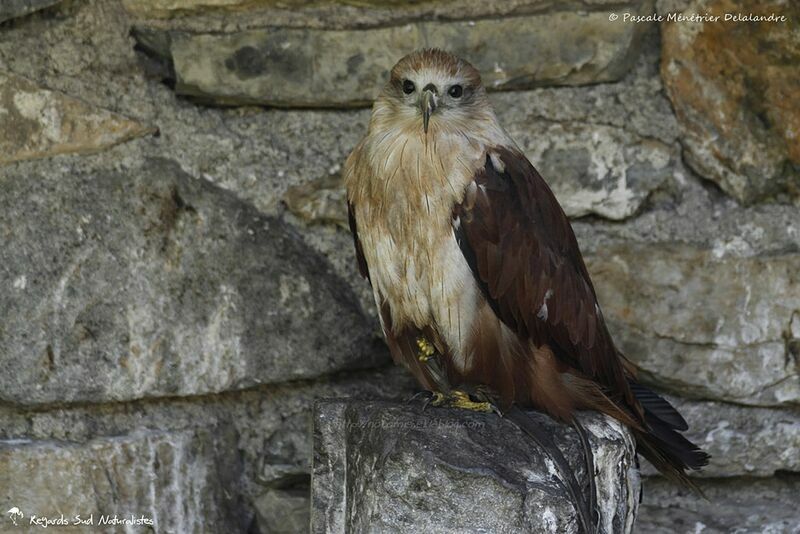 Brahminy Kite