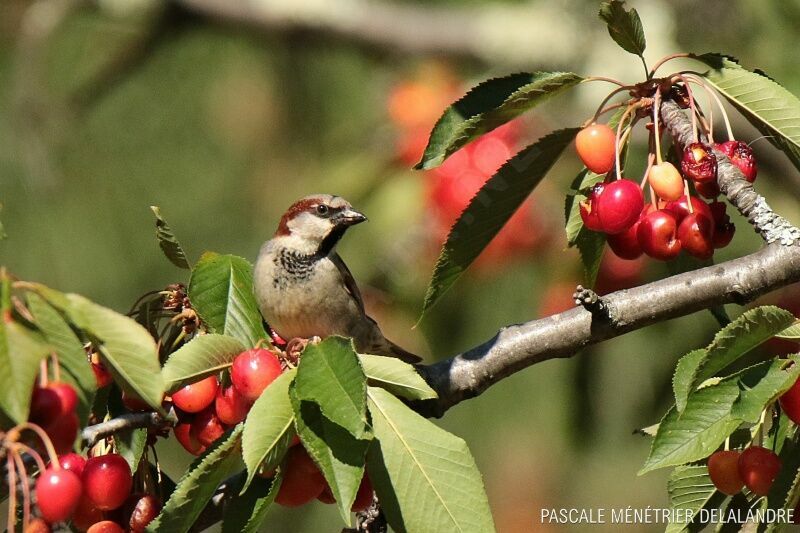 Moineau domestique mâle