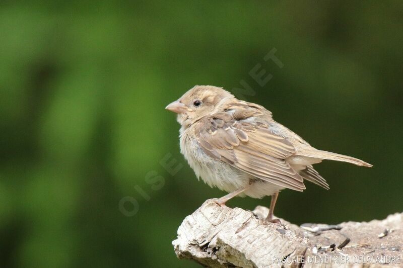 House Sparrowjuvenile