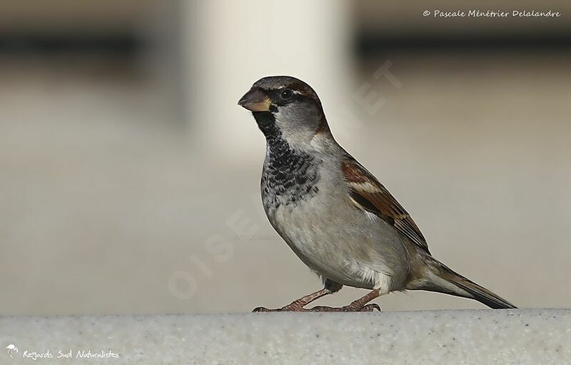 House Sparrow