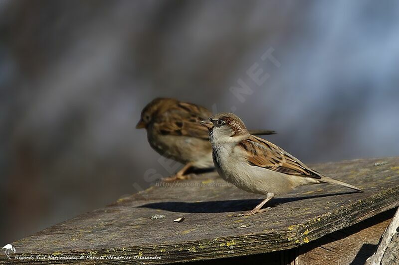 Moineau domestique 