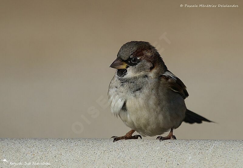 House Sparrow