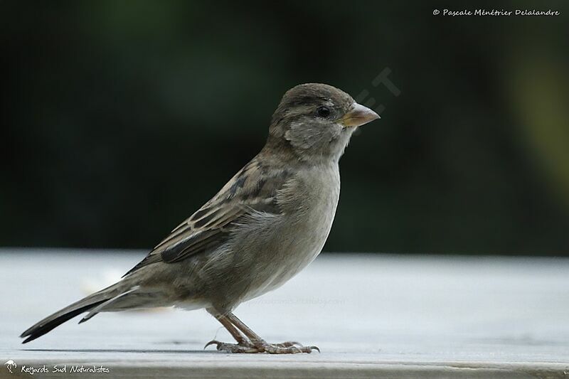 Moineau domestique