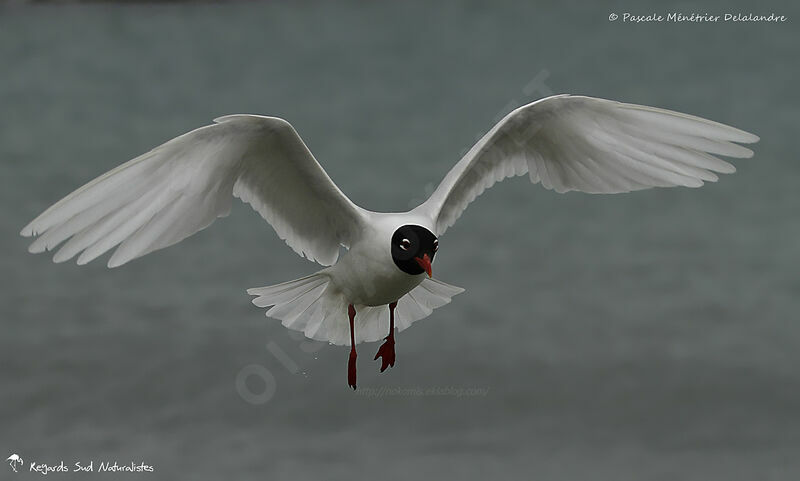 Mouette mélanocéphale