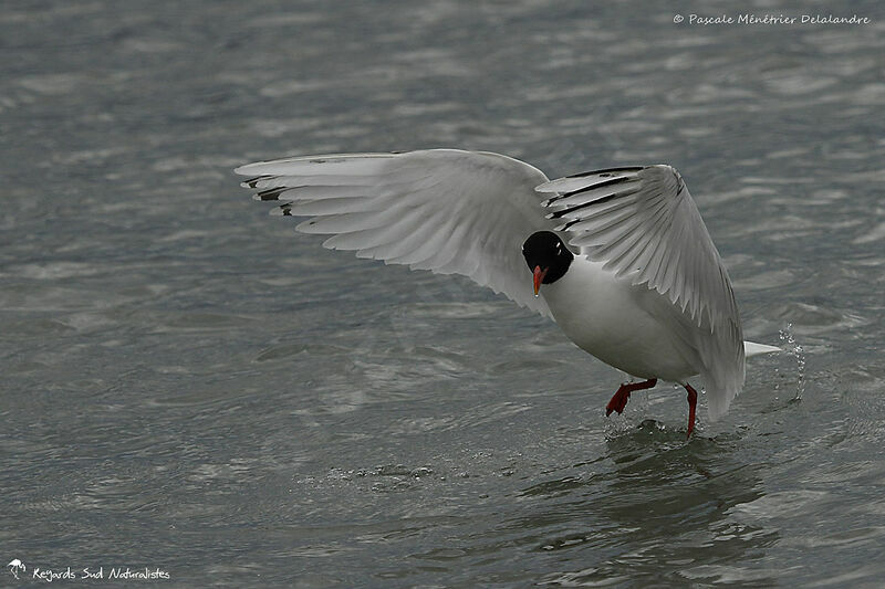 Mouette mélanocéphale