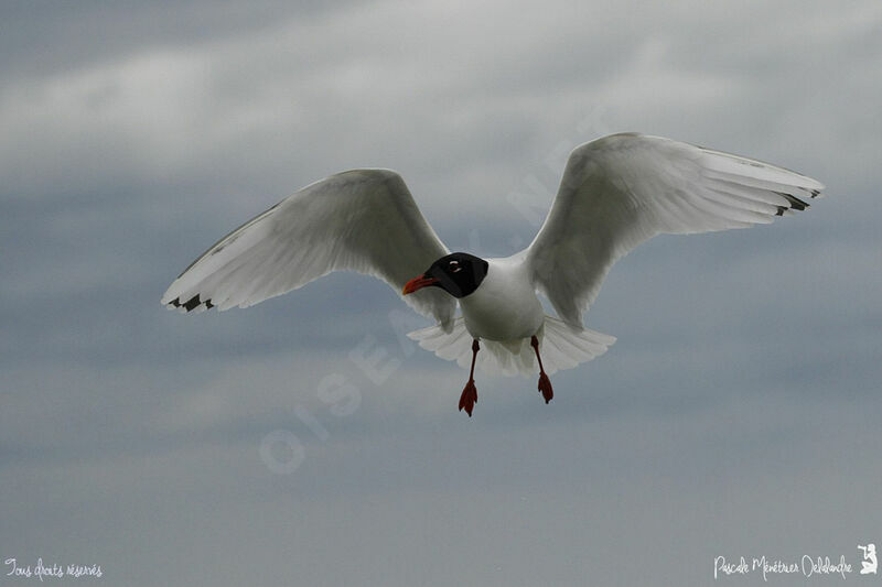 Mouette mélanocéphale