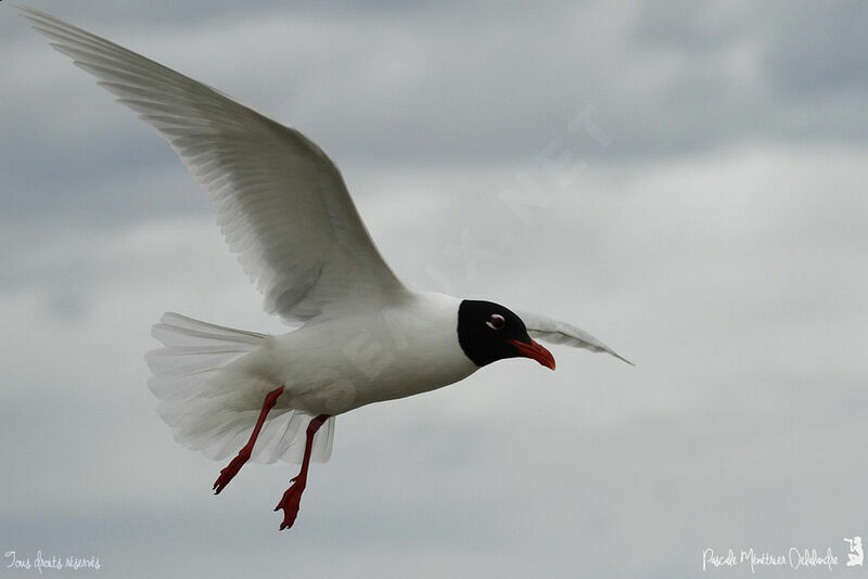 Mouette mélanocéphale