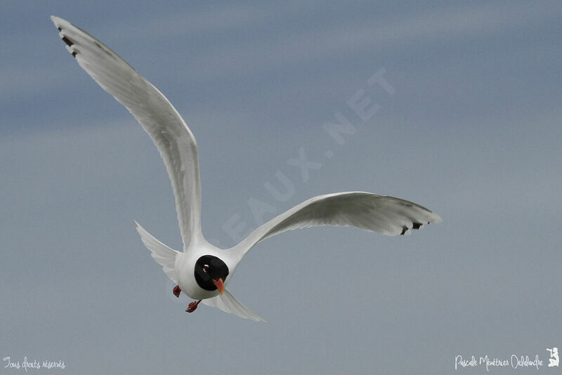 Mouette mélanocéphale