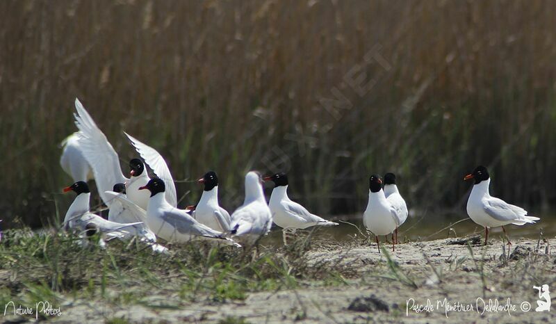 Mouette mélanocéphale