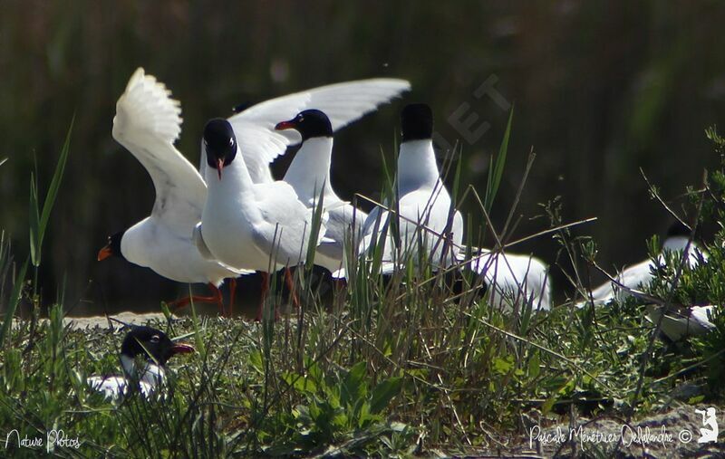 Mouette mélanocéphale