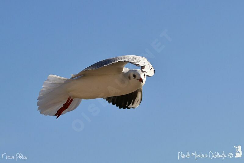 Mouette rieuse