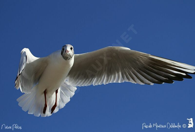 Mouette rieuse