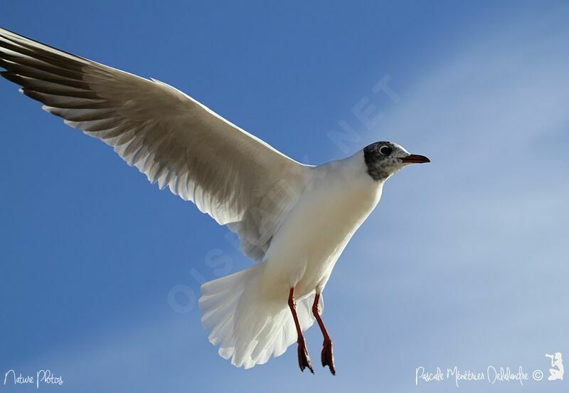 Mouette rieuse