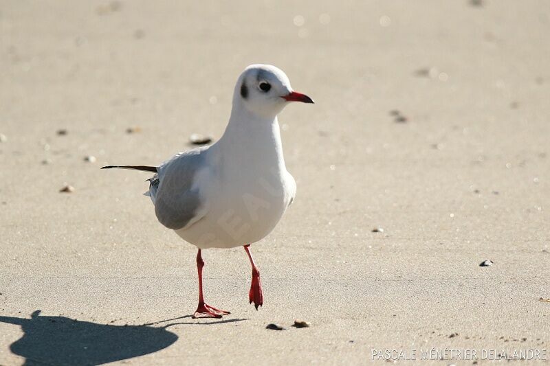 Mouette rieuseadulte