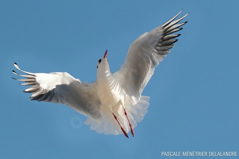 Black-headed Gulladult