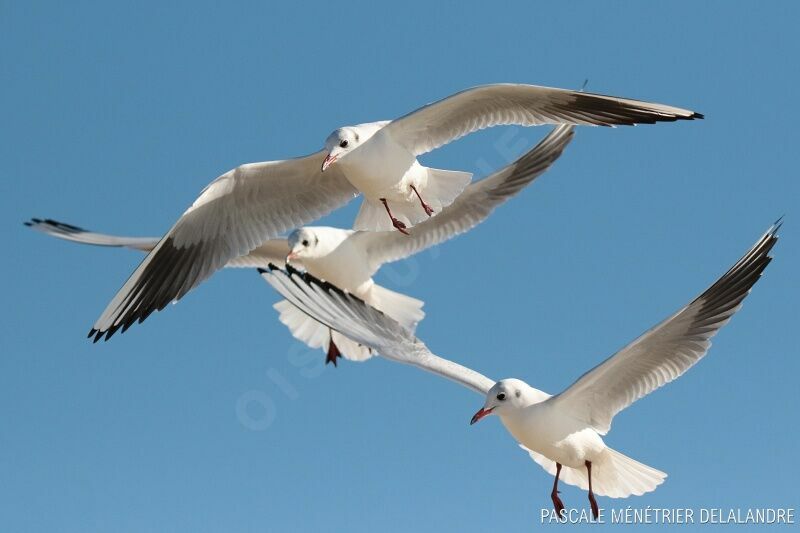 Black-headed Gulladult