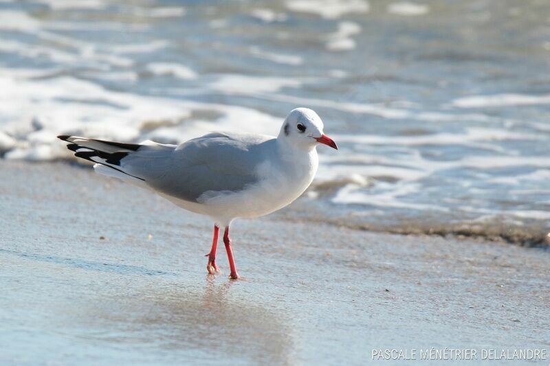 Black-headed Gulladult