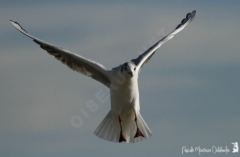 Mouette rieuse