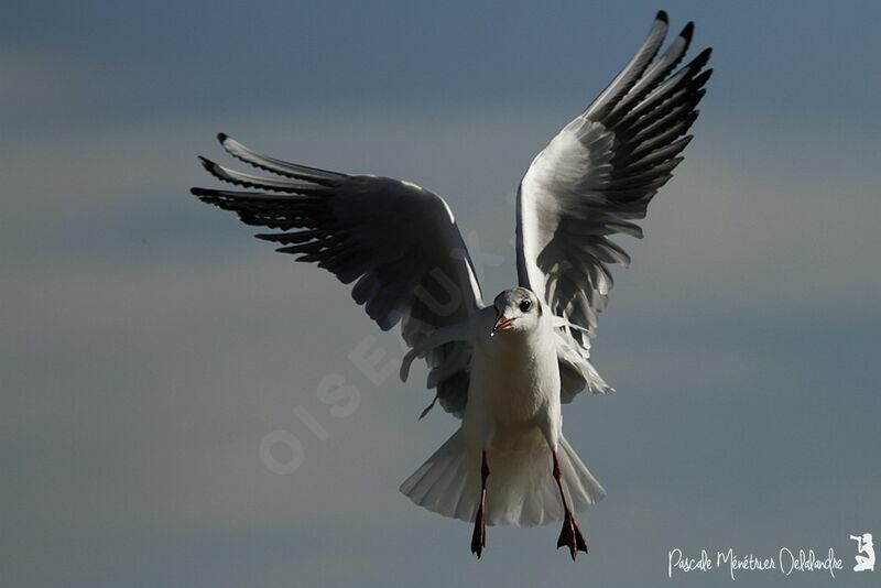 Mouette rieuse