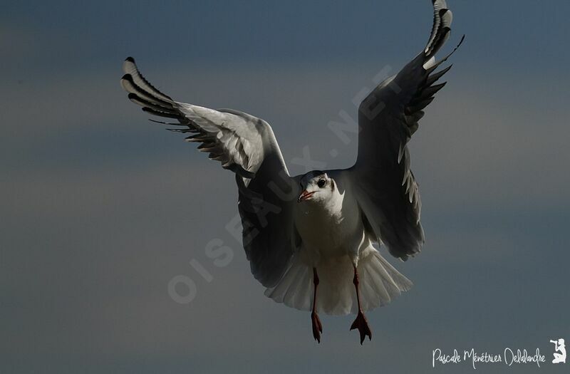 Mouette rieuse