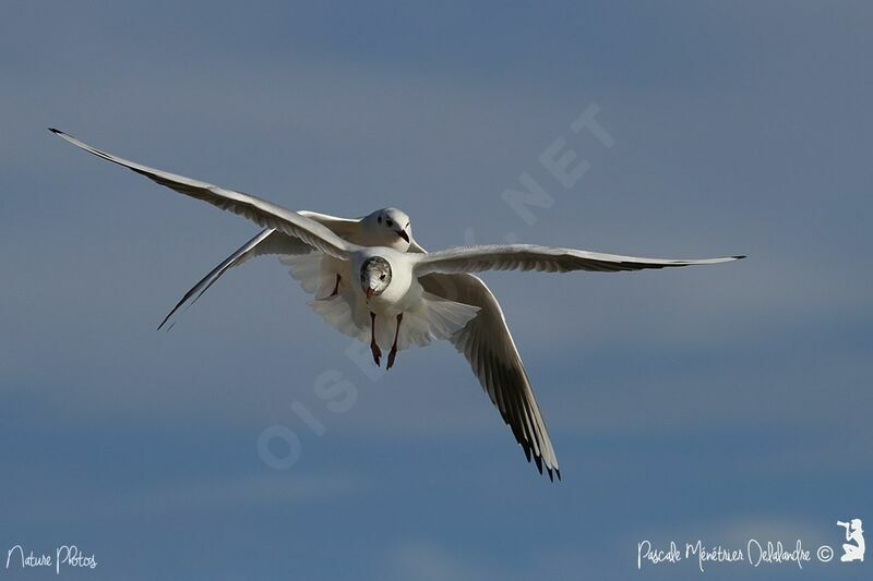 Black-headed Gull