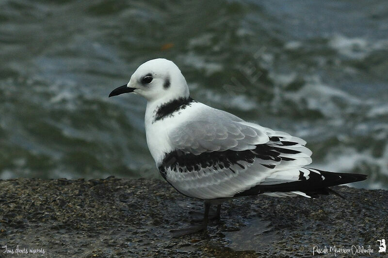 Mouette tridactylejuvénile