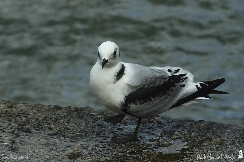 Mouette tridactylejuvénile