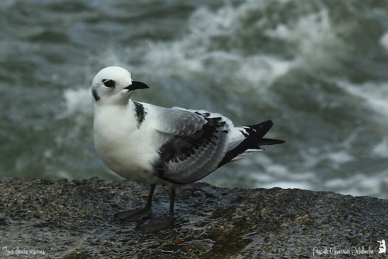 Black-legged Kittiwake