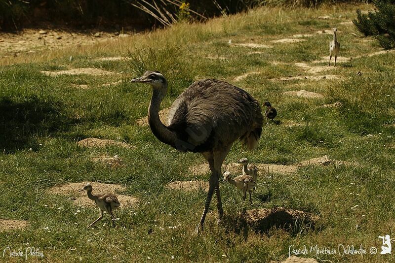 Greater Rhea