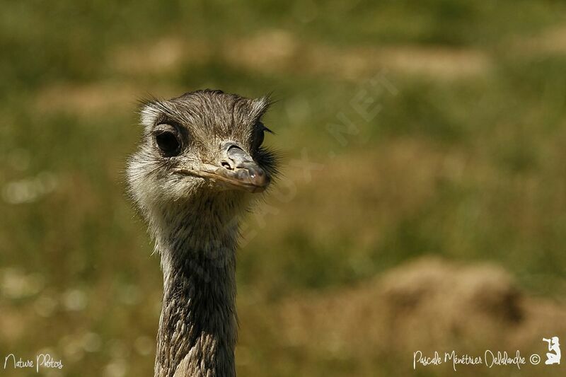 Greater Rhea