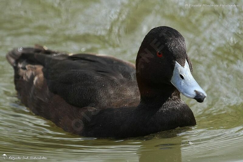 Southern Pochard