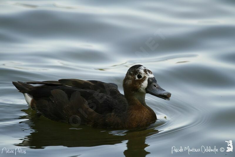 Southern Pochard