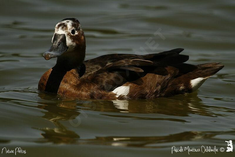 Southern Pochard