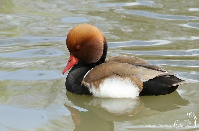 Red-crested Pochard male