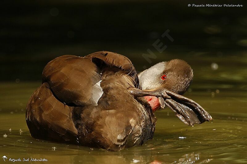 Nette rousse mâle