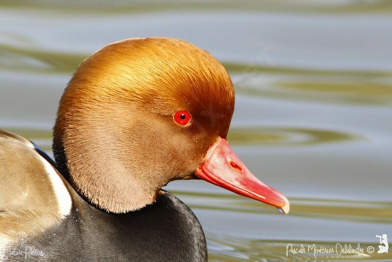 Red-crested Pochard male