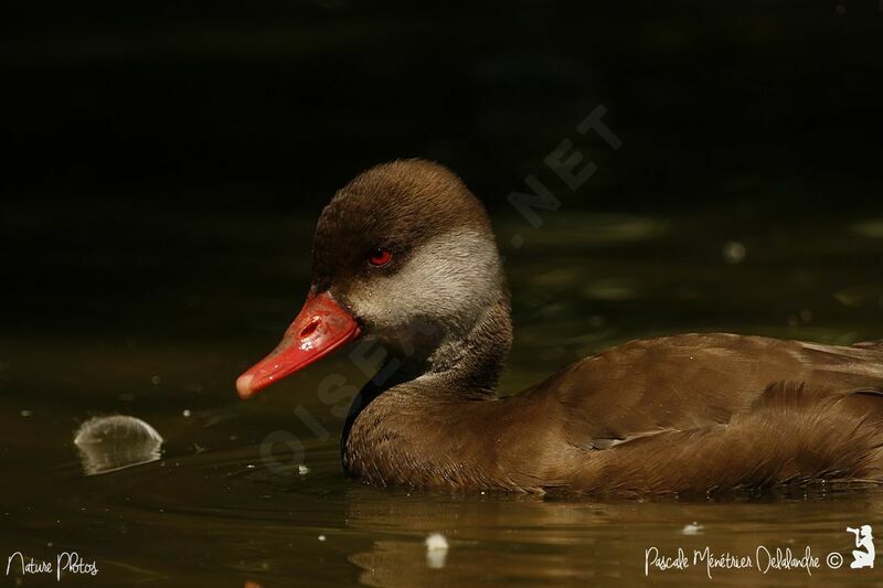 Nette rousse mâle