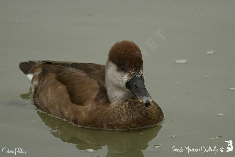 Red-crested Pochard female